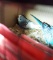 Pair Parakeets W/ Feed