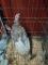 Blue Slate hen Turkey