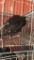 Black Spanish Hen Turkey