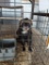 Female Ferret - 1 Yr Old - Cage Not Included