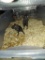 3 Gerbils - 1 Male & 2 Females - In Container