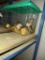 3 Hamsters - 1 Male & 2 Females - In Container