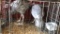 Pair Blue Slate Turkeys - 7 Mos Old