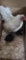 Serama Hen & 2 Chicks