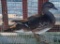 Mandarin Hen Duck - 6/28/21 Hatch