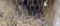Pair Lady Amherst Pheasants