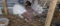 Mated Pair Fantail Pigeons