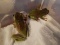 Giant Whites Tree Frogs - Aka Dumpy Frogs.