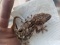 Crocodile Gecko