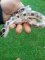 African Sand Boa