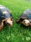 Pair Of Red Foot Tortoise
