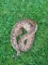 White Sided Solomon Island Ground Boa Female