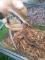 Pair Fire Skink