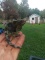 Three Horned Jackson Chameleon Male