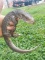 Savannah Monitor