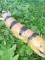 Giant Peters Banded Skink