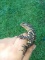 Beautiful Ornate Monitor