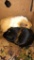 2 Male Guinea Pigs - In Box