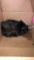 Male Guinea Pig - In Box