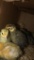 10 Coturnix Quail Chicks - 1 Wk Old