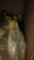 10 Coturnix Quail Chicks - 1 Wk Old