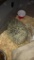 Male Hedgehog - 1 Yr Old
