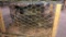 Pair Ringneck Pheasants - Permit