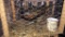 Pair Ringneck Pheasants - Permit