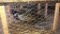 Pair Ringneck Pheasants - Permit