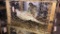 Pair Buff Isabel  Ringneck Pheasants - Permit