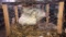 Pair White Ringneck Pheasants - Permit