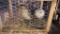 Pair Buff Isabel Ringneck Pheasants - Permit