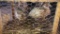 Pair Buff Isabel Ringneck Pheasants - Permit