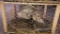 3 Buff Isabel Ringneck Hen Pheasants - Permit