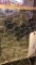 Pair Hungarian Partridge - Permit