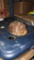 Saulcata Female Tortoise - 1 Yr Old