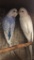 Breeding Pair Of Parakeets