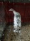 Young Sweet Grass Turkey