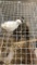 Pair Bobwhite Quail W/ Permit