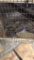 4 Bobwhite Quail - Unsexed W/ Permit