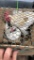 Rooster, Hen & 3 Chicks Modern Game Bantam