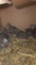 7 Bobwhite Quail