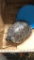 2 Red Eared Slider Turtle