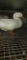Pekin Drake