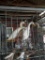 Pair White Indian Runner Ducks - Show Quality