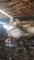 2 Pekin Hens