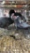 2 Blue Swedish Hens