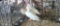 Trio White Call Ducks