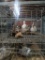 2 Muscovy Ducks