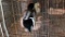 Silver Appleyard Drake * Approx. 1 Yr Old
